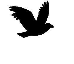 Raven flying